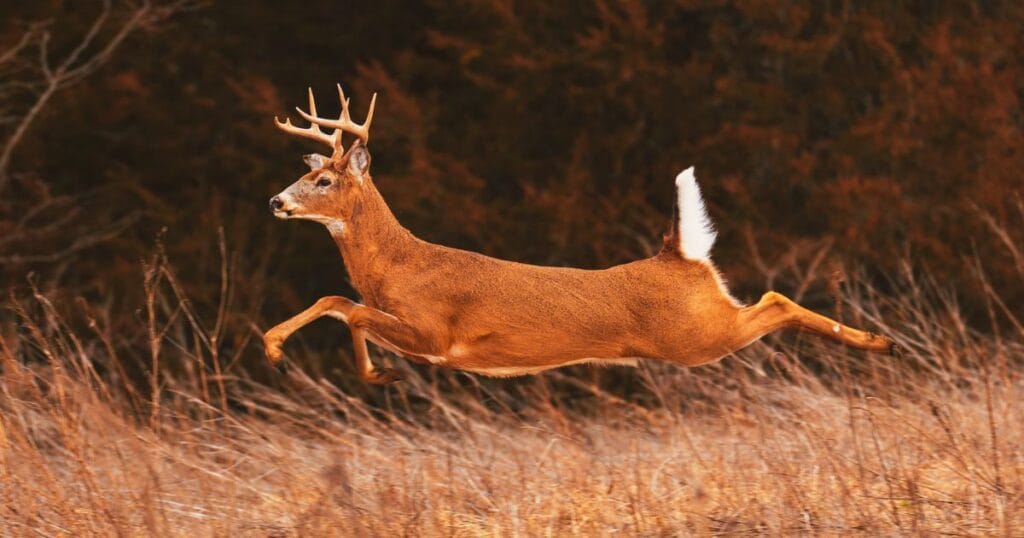 blackbuck national park